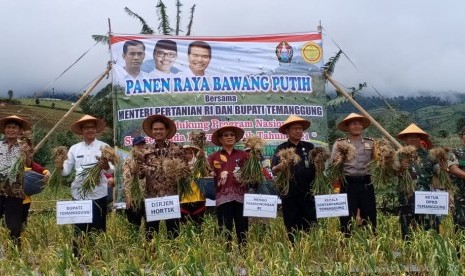 Panen raya bawang putih di Temanggung, Jawa Tengah, Kamis (28/3).