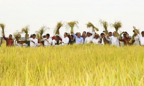 Panen raya di Kabupaten Banyuasin, Sumatra Selatan, Senin (29/1).