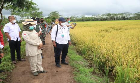 Panen raya di kawasan Food Estate Kalimantan Tengah (Kalteng) tinggal menanti hari. Hamparan tanaman padi yang sudah menguning pun kini siap diproduksi. Pemerintah bersiap. Menjawab dan memenuhi harapan masyarakat terkait lumbung pangan nasional yang dapat menopang kebutuhan sehari-hari. Dalam masa panen ini, diperkirakan produktivitasnya mencapai 5 sampai 6 ton per hektare.