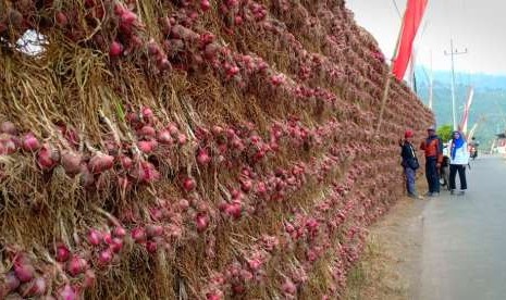 Panen raya di sentra bawang di Jawa Timur, yaitu Kecamatan Ngantang, Malang, Jawa Timur