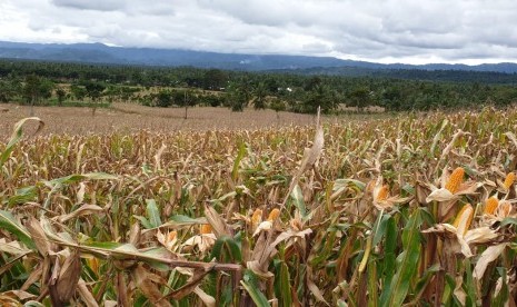 Panen raya jagung terjadi di sejumlah sentra daerah di awal 2019