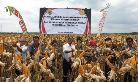 Panen raya jagung untuk pakan ternak di Kabupaten Grobogan, Jawa Tengah