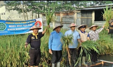 Panen raya padi dan ikan di Kwarasan.