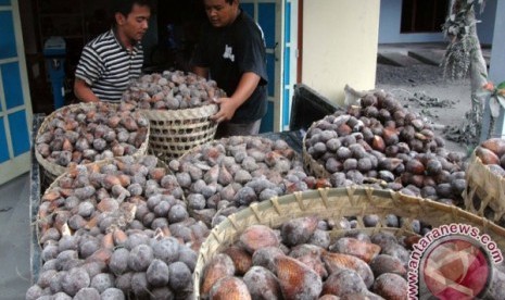 Panen salak pondoh