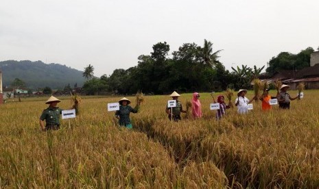 Panen seluas 8 hektare di Desa Banyurejo, Kecamatan Mertoyudan, Kabupaten Magelang, Jawa Tengah, Jumat (12/1) dihadiri Direktur Buah dan Florikultura Ditjen Hortikultura Kementan (baju putih).