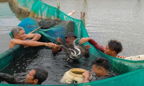 Panen sidat oleh anggota Koperasi Mina Sidat Bersatu dampingan Proyek IFish di Cilacap, Jawa Tengah.© FAO Indonesia / Yohanes Jaya.