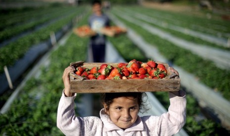 Panen stroberi di Gaza.