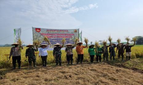 Panen raya di Desa Sidomukti Pekalongan dihadiri sejumlah pejabat daerah.