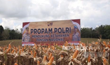 Panen Raya, Propam Polri Polda Kalbar Tegaskan Komitmennya Dukung Ketahanan Pangan