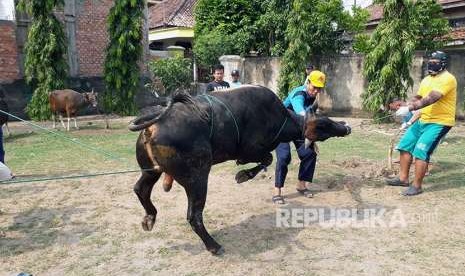 Berqurban di Bogor Saksikan Penyembelihan Secara Virtual (ilustrasi)