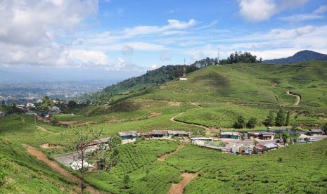  Panorama kebun teh di kasawan Puncak Bogor, Jawa Barat.