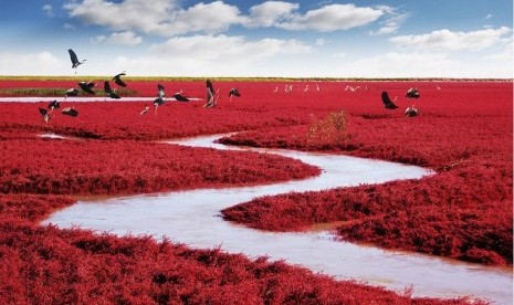 Pantai Merah di Dawa, Cina