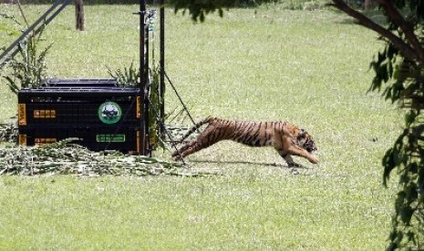 Panti (9 tahun), harimau Sumatra dilepasliarkan di hutan kawasan Tambling Wildlife Nature Conservation (TWNC), Pesisir Barat, Lampung, Selasa (3/3).