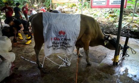 Pantia bersiap menyembelih sapi donasi kurban Huawei Indonesia dan Republika di Masjid Raya Pondok Indah, Jakarta, Kamis (29/6/2023). 