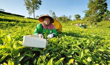 Para buruh petik teh melakukan aktivitas petik teh di kebun teh puncak Tombo, Desa Tombo, Kecamatan Bandar, Kabupaten Batang, Kamis (11/10). PTPN IX akan mengembangkan potensi agrowisata kawasan Puncak Tombo, yang beada di bawah manajemen Kebun Jolotigo ini. 