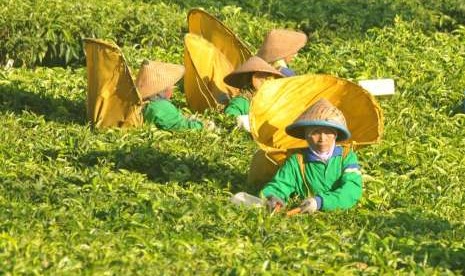 Para buruh petik teh melakukan aktivitas petik teh di kebun teh puncak Tombo, Desa Tombo, Kecamatan Bandar, Kabupaten Batang, Kamis (11/10). PTPN IX akan mengembangkan potensi agrowisata kawasan Puncak Tombo, yang berada di bawah manajemen Kebun Jolotigo ini. 