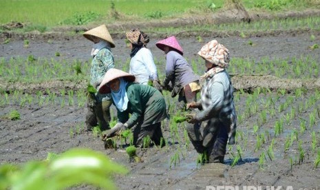 Para buruh tani, menanam padi di daearah Kadungora, Kabupaten Garut, Jawa Barat. (Republika/Edi Yusuf)