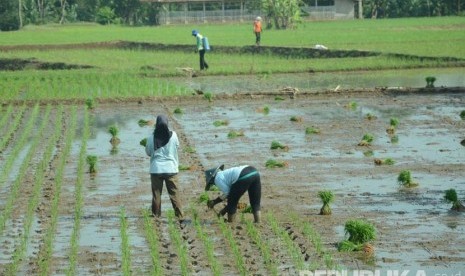 Para buruh tani menanam sayuran di Cikole, Lembang, Kabupaten Bandung Barat, Jawa Barat. (Republika/Edi Yusuf)