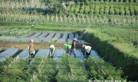 Para buruh tani menanam sayuran di Cikole, Lembang, Kabupaten Bandung Barat, Jawa Barat. (Republika/Edi Yusuf)