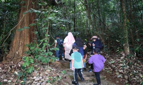 Terapi hutan dapat membantu mengatasi depresi dan rasa cemas karena manusia juga bagian dari alam. 