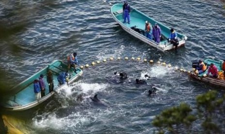 Para nelayan Jepang melakukan perburuan lumba-lumba di kawasan perairan Taiji.