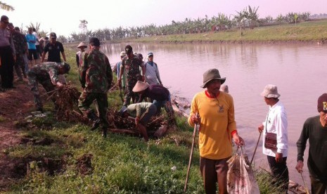 Para petani dan personel jajaran Kodim 0620/Kabupaten Cirebon melakukan aksi gropyokan tikus di areal persawahan Blok Sitlak, Desa Kertasura, Kecamatan Kapetakan, Kabupaten Cirebon, Rabu (22/2).