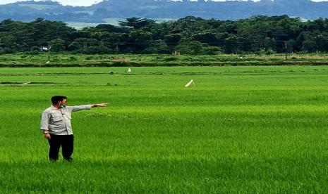 Para petani di Desa Makatakeri, Kecamatan Katikutana, Kabupaten Sumba Tengah, Nusa Tenggara Timur (NTT) menyambut antusias jalanya Program jangka panjang Pemerintah, Food Estate yang kini nampak tumbuh sumbur. Mereka senang program food estate sangat berdampak terhadap roda ekonomi keluarga, karena biaya produksi bertani jauh lebih murah.