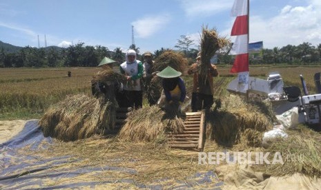 Para Petani di Desa Wanareja,  Kecamatan Wanareja,  Cilacap-Jawa Tengah sedang merontokkan padi secara manual.  Jumat (10/3).