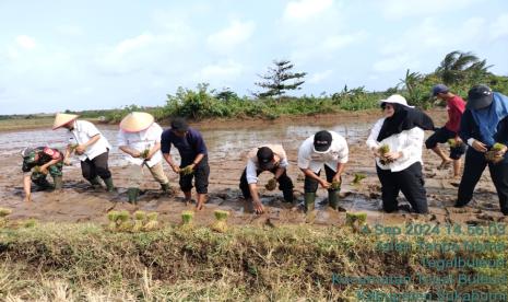 Para petani di Sukabumi, Jawa Barat, didorong untuk memperkuat pertanaman padi gogo untuk meningkatkan produksi beras nasional.