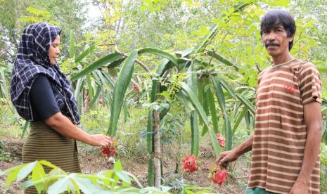 Para petani Mitra Binaan Perta Arun Gas panen buah naga, Senin (27/4) meskipun sedang menghadapi Pandemi Corona di tahun 2020. Tentunya dengan tetap mengutamakan Protokol Covid-19.