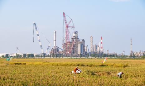 Para petani sedang panen di areal sawah yang tak jauh dari proyek turn around PT Kilang Pertamina Internasional (KPI) RU VI Balongan. Proyek itu telah  menggeliatkan ekonomi warga di Kabupaten Indramayu.  (Lilis Sri Handayani)