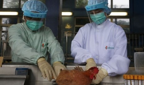 Para petugas kesehatan tengah mengambil sampel dari hewan di sebuah peternakan di Cina untuk pemeriksaan virus H7N9