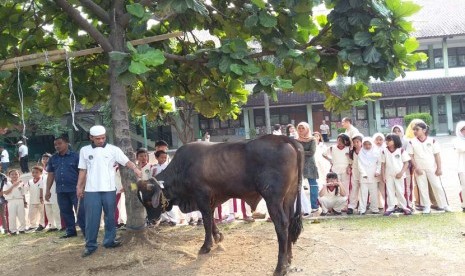 Para siswa SD Bosowa Bina Insani menyaksikan sebagian hewan kurban yang dikumpulkan oleh siswa dan orang tua siswa. 