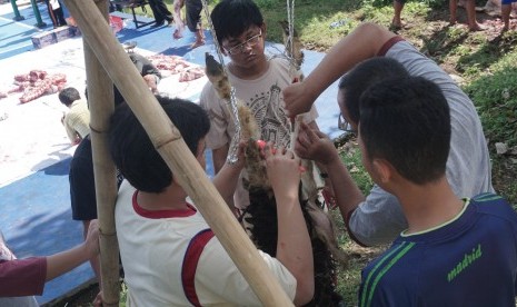 Para siswa Sekolah Bosowa Bina Insani belajar menguliti dan mencacah hewan qurban.