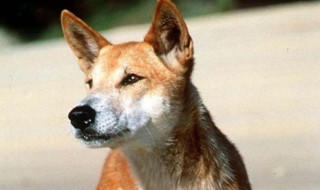 Para turis disarankan untuk tak mendekati anjing liar di Pulau Fraser.