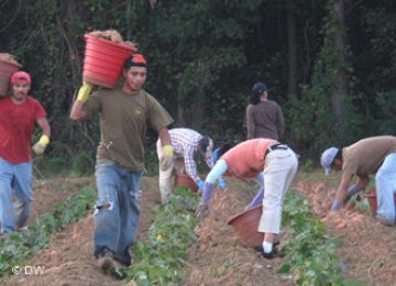 Para pekerja asal Amerika Latin di sebuah ladang kentang di North Carolina