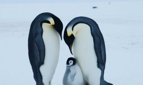 Pasangan penguin kaisar dan anak penguin di Auster Rookery, Antartika.