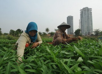 Pasangan suami istri, Damin (46) dan Maryam (38) memanen tanaman kangkung di kebun mereka yang berada di antara gedung-gedung bertingkat di kawasan Puri Kembangan, Jakarta Barat, Rabu (28/9). (Republika/Aditya)