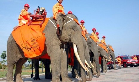 Pasukan yang terdiri atas enam ekor gajah Sumatera jinak berpatroli di kawasan Taman Nasional Tesso Nilo, Provinsi Riau, selama 14 hari.