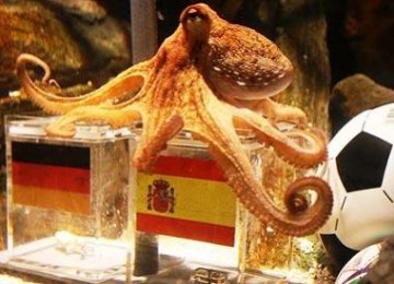 Paul si gurita di Aquarium Sea Life, Oberhausen, Jerman memilih kotak moluska dalam kotak kaca berbendera Spanyol sebagai prediksi hasil semifinal Jerman vs Spanyol, 7 Juli nanti.