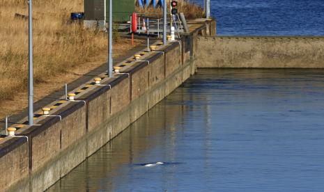 Paus Beluga berenang di kunci Notre Dame de la Garenne sebelum dipindahkan, di Saint-Pierre-la-Garenne, barat Paris, Prancis, Selasa, 9 Agustus 2022. Para pemerhati lingkungan Prancis bergerak dengan pemikiran berbahaya Beluga itu telah tersesat ke Sungai Seine minggu lalu ke lembah sungai air asin untuk mencoba dan menyelamatkan hidupnya.