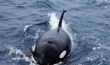 Paus pembunuh atau orca diketahui telah mampu meniru suara lumba-lumba hidung botol dan singa laut.