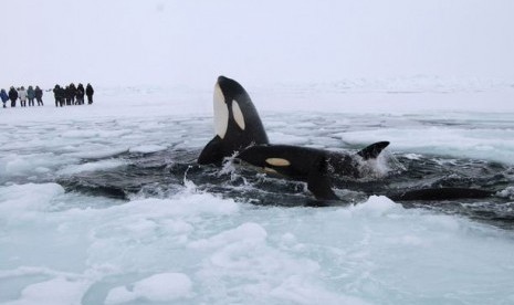 Paus pembunuh, Orca, terjebak di bawah es di kawasan lepas pantai timur Hudson Bay. Mereka terlihat putus asa menyembul dari lubang kecil terbatas untuk mendapatkan oksigen.