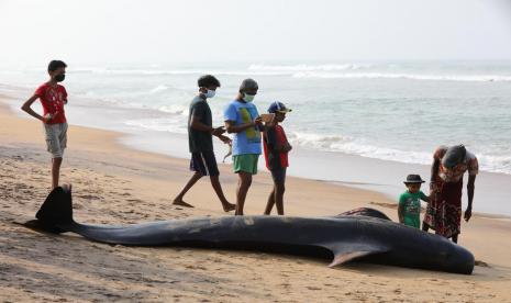 Paus pilot bersirip pendek terdampar di pantai Srilanka, Selasa.