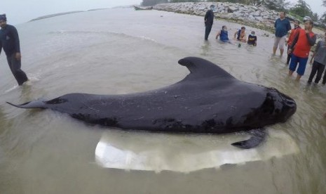 The dead sperm whale, which washed ashore in Sulawesi, is known to have ingested six kilograms of plastic waste.