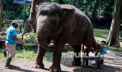 Pawang gajah (keeper) membersihkan kuku dan telapak kaki seekor gajah Sumatera saat perawatan satwa di Kebun Binatang Bandung, Jawa Barat, Senin (14/9/2020). Perawatan tersebut guna menjaga kesehatan satwa dan memudahkan gajah berjalan di atas permukaan beton atau paving block yang relatif keras. 