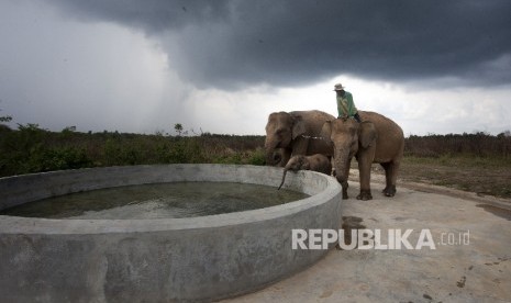   Pawang gajah memberi minum gajahnya usai di lepas liarkan di Taman Nasional Way Kambas, Lampung.