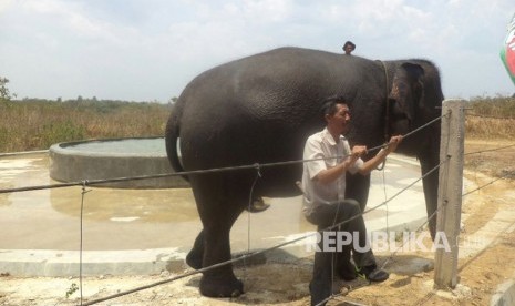 Pawang gajah siap menanti sapaan pengunjung TNWK.