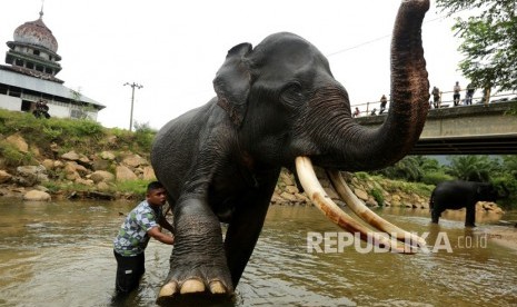 Pawang (mahout) melatih dan merawat gajah sumatra (elephant sumatranus) jinak. Ilustrasi