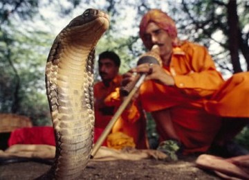 Pawang ular India